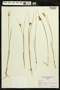 Juncus nodosus image