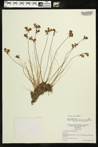 Utricularia cornuta image