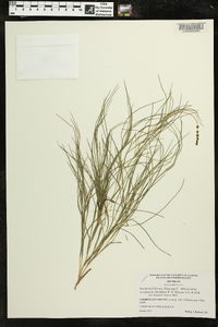 Stuckenia filiformis image