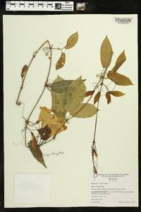 Bignonia capreolata image