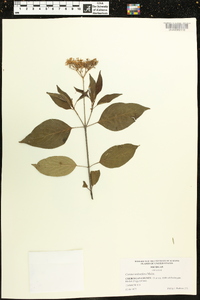 Cornus sericea subsp. sericea image