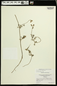 Neobeckia aquatica image