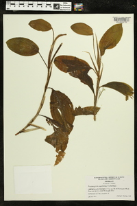 Potamogeton amplifolius image