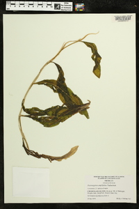 Potamogeton amplifolius image