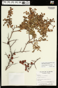 Pyracantha koidzumii image