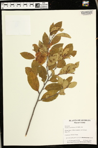 Prunus caroliniana image