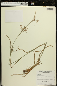 Rhynchospora caduca image