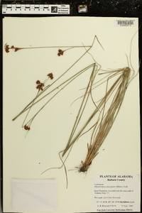 Rhynchospora fascicularis image