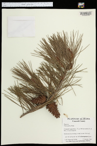 Pinus glabra image