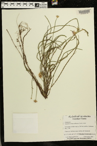 Symphyotrichum adnatum image