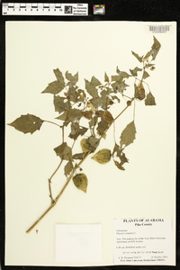 Physalis angulata image