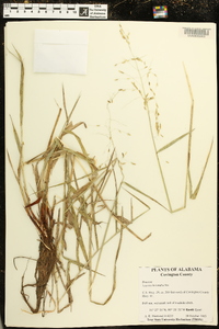 Leersia hexandra image