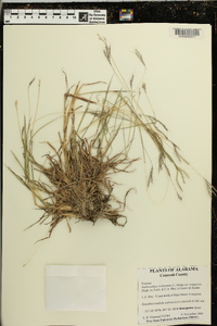 Bothriochloa ischaemum image