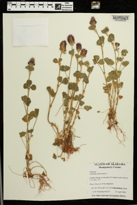 Trifolium incarnatum image