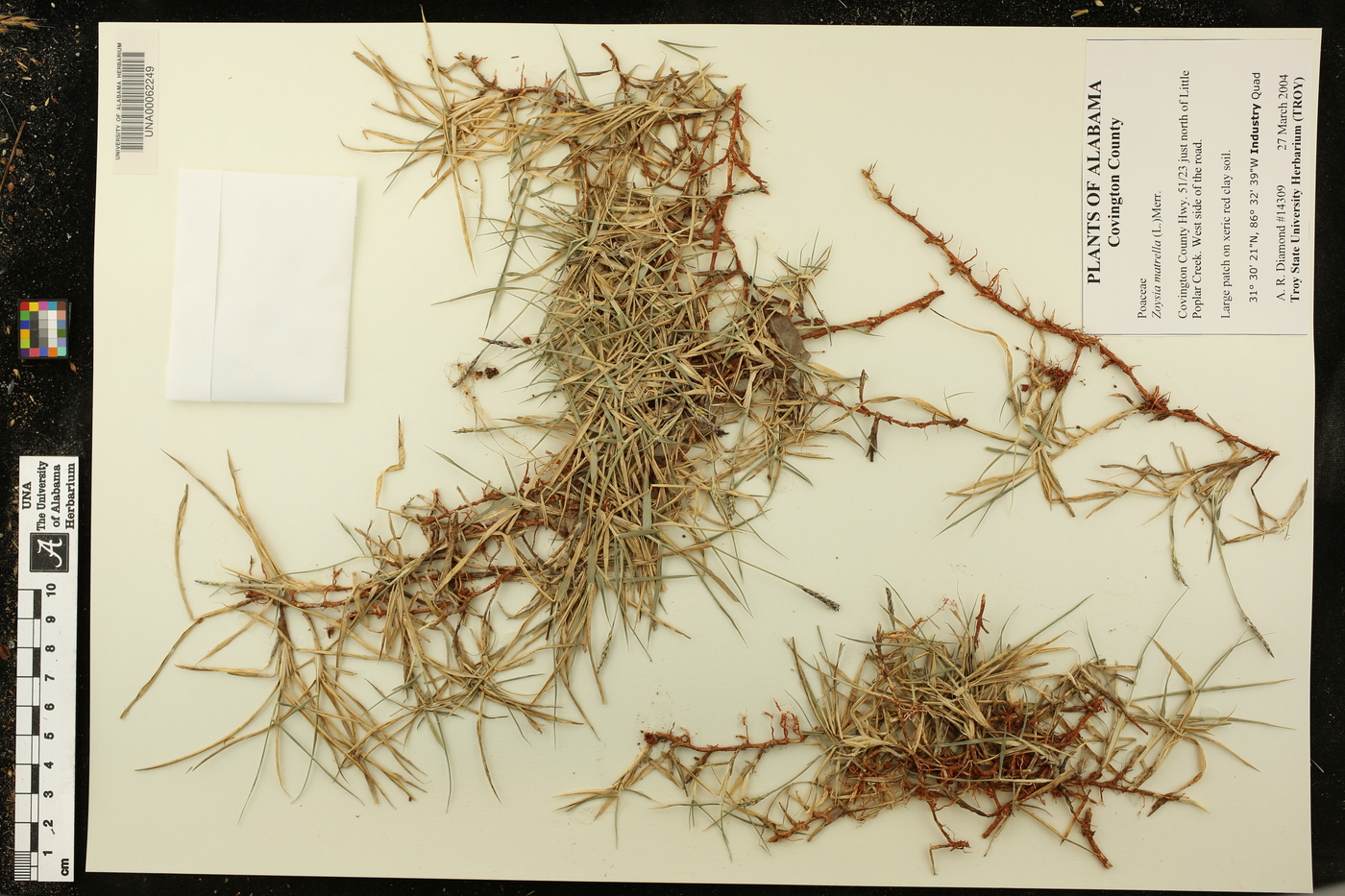 Zoysia matrella image