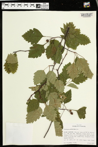 Crataegus pulcherrima image