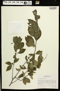 Ilex ambigua image