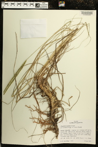 Paspalum notatum image