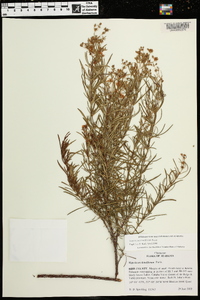 Hypericum densiflorum image