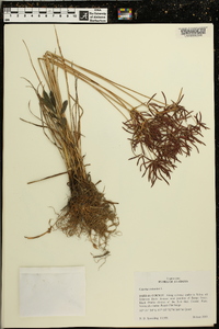 Cyperus rotundus image