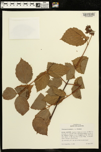 Viburnum dentatum var. dentatum image