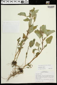 Amaranthus viridis image