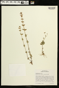 Gratiola pilosa image