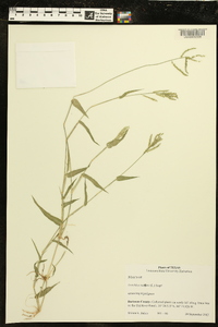 Urochloa reptans image