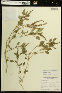 Amaranthus viridis image