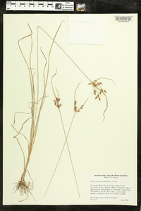 Fimbristylis puberula image