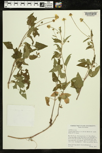 Acmella oppositifolia image