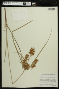 Cyperus esculentus var. leptostachyus image