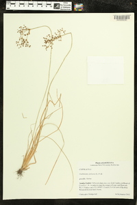 Fimbristylis miliacea image