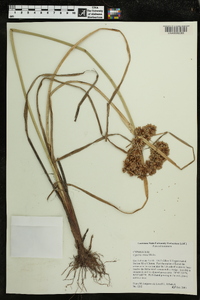 Cyperus virens image