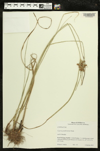 Cyperus pseudovegetus image
