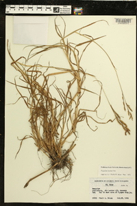 Paspalum denticulatum image