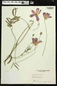 Callirhoe papaver image