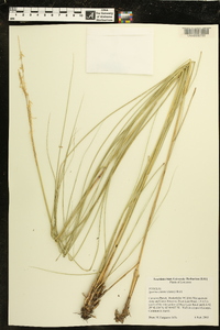 Spartina patens image