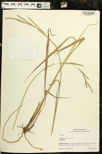 Paspalum urvillei image