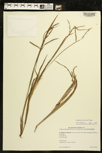 Paspalum boscianum image