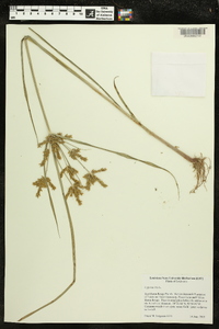 Cyperus iria image