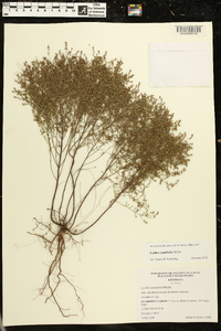 Lechea tenuifolia image