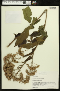 Eupatorium mikanioides image