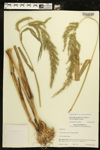 Echinochloa walteri image