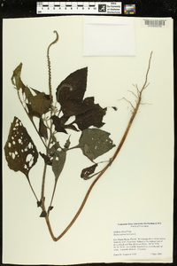 Heliotropium indicum image