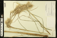 Andropogon glomeratus image