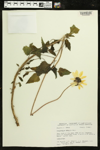 Helianthus debilis image