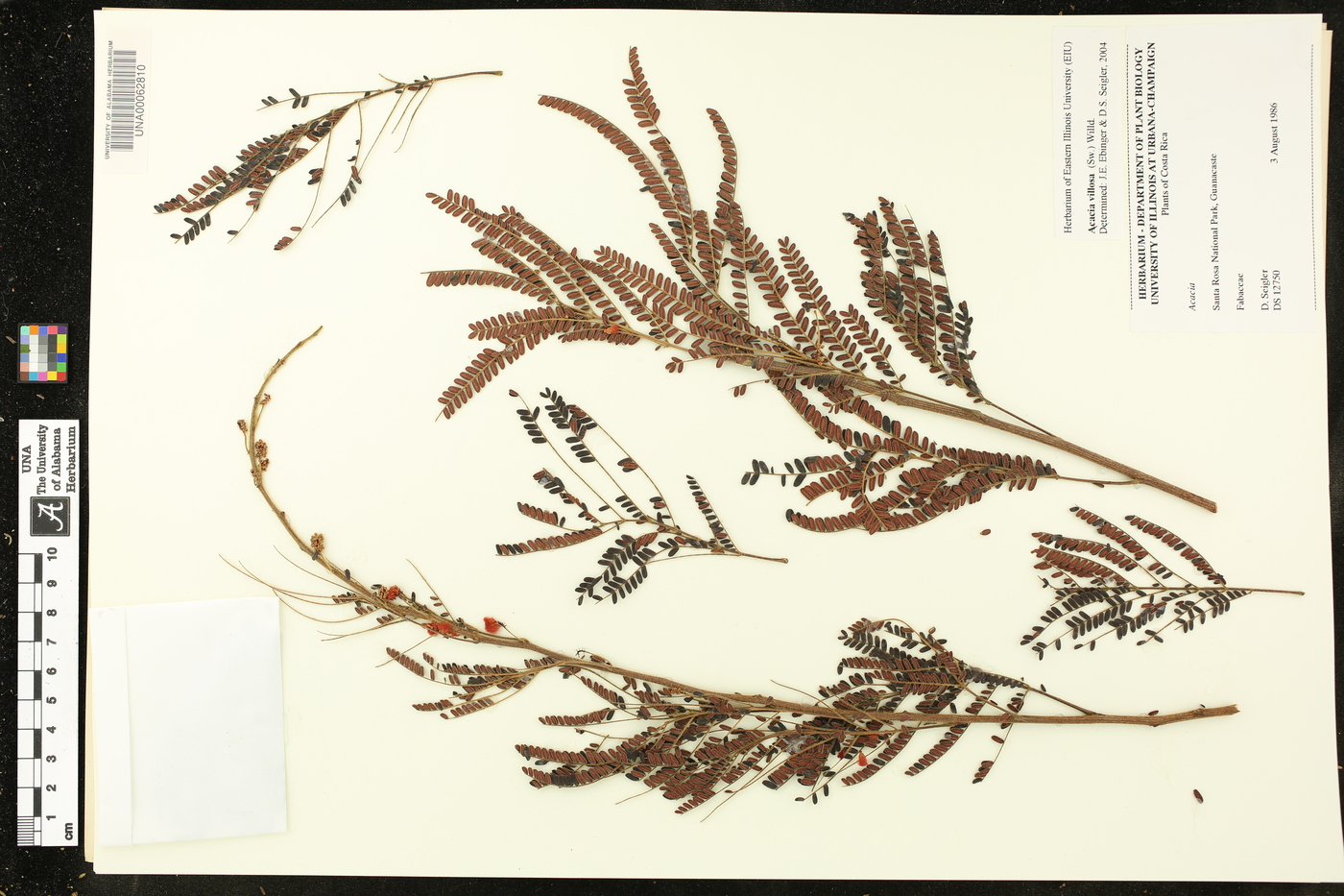 Acacia villosa image