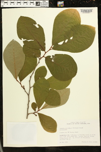 Asimina parviflora image