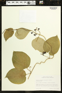 Matelea decipiens image